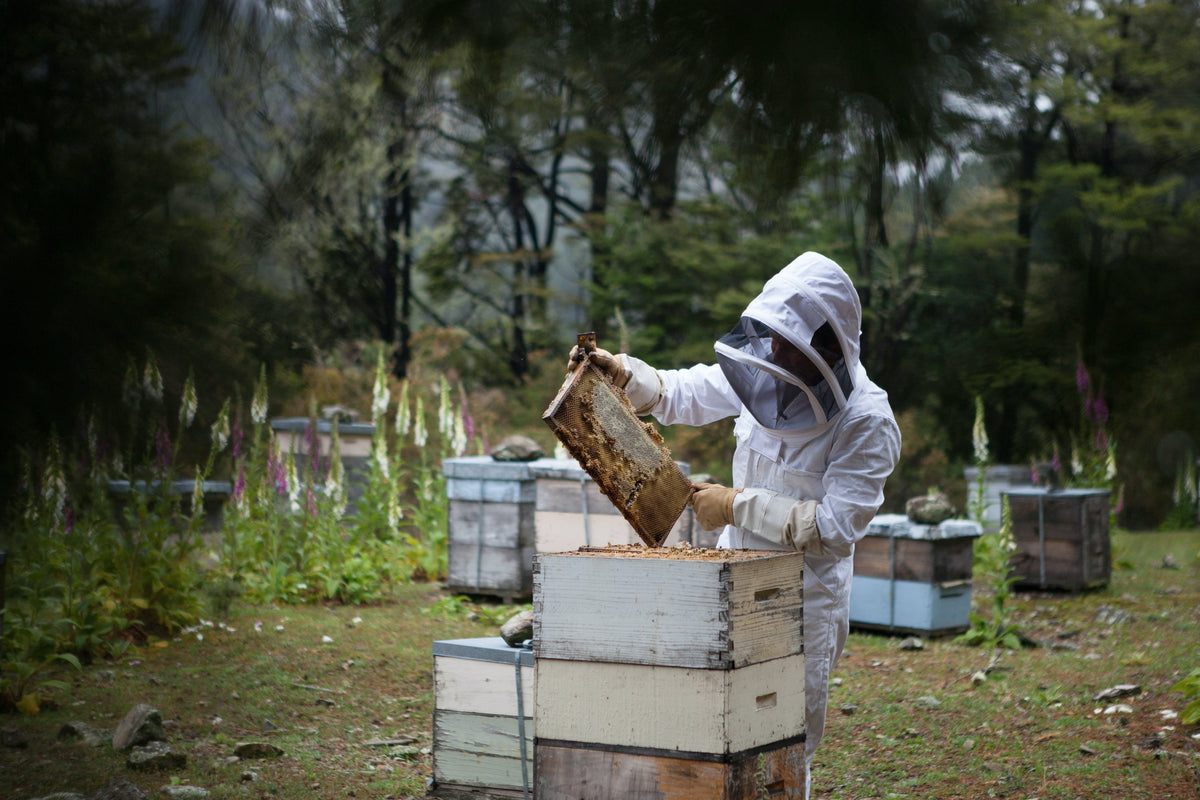 When Is Honey Harvest Season? Nectar Flows Explain the Timing