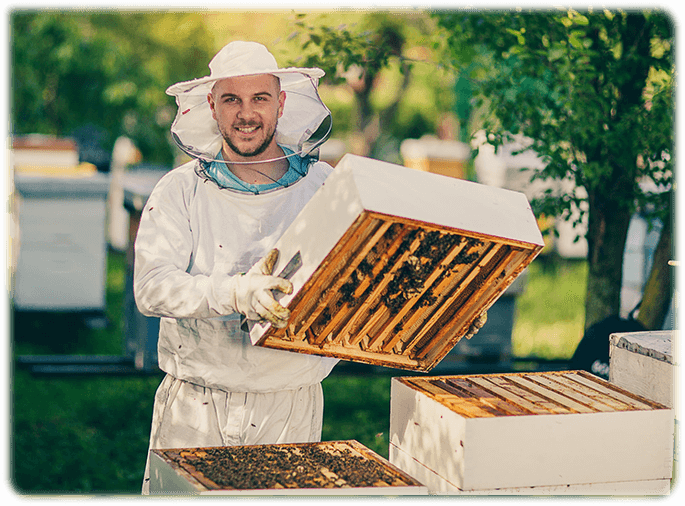 Honey Bee Orientation Flights: Learning the Way Home Before Foraging