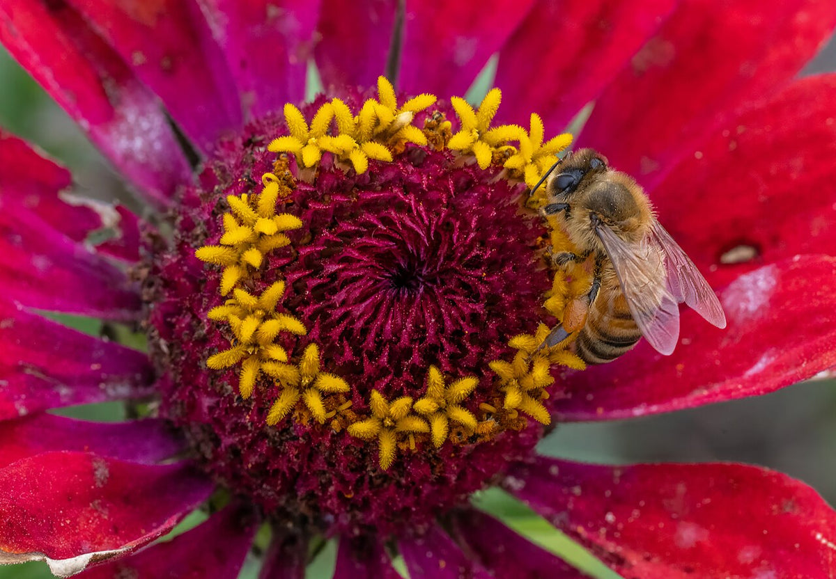 How Honey Bees Groom: Hairy Eyes, Tiny Brushes, and Pollen Left Behind
