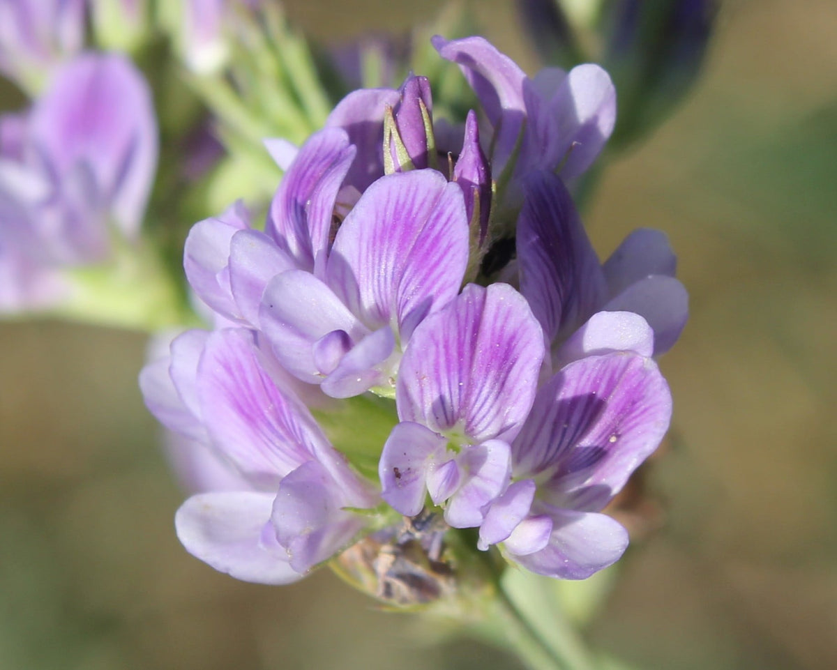 Alfalfa Honey: Why a Field of Lucerne Does Not Always Mean a Honey Harvest