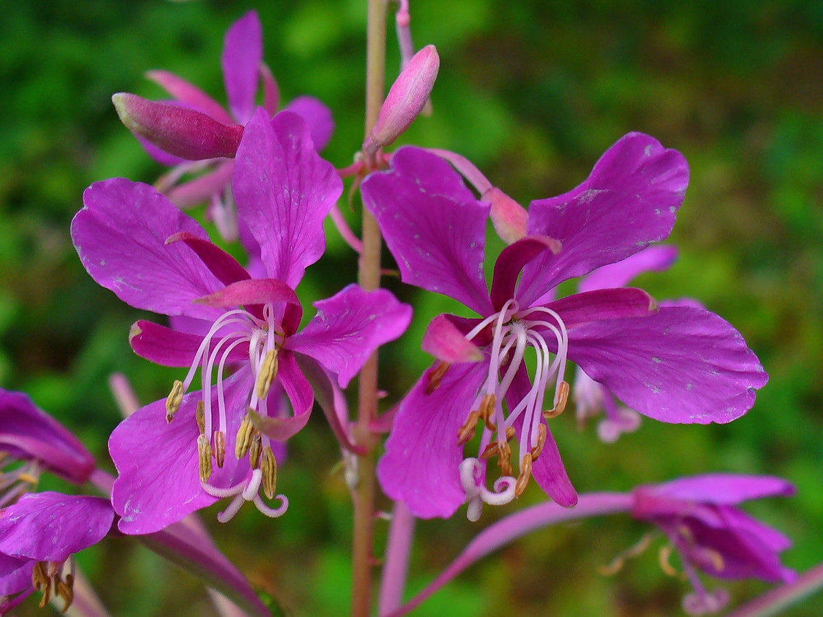 Fireweed Honey or Fireweed Syrup? How to Tell the Two Apart