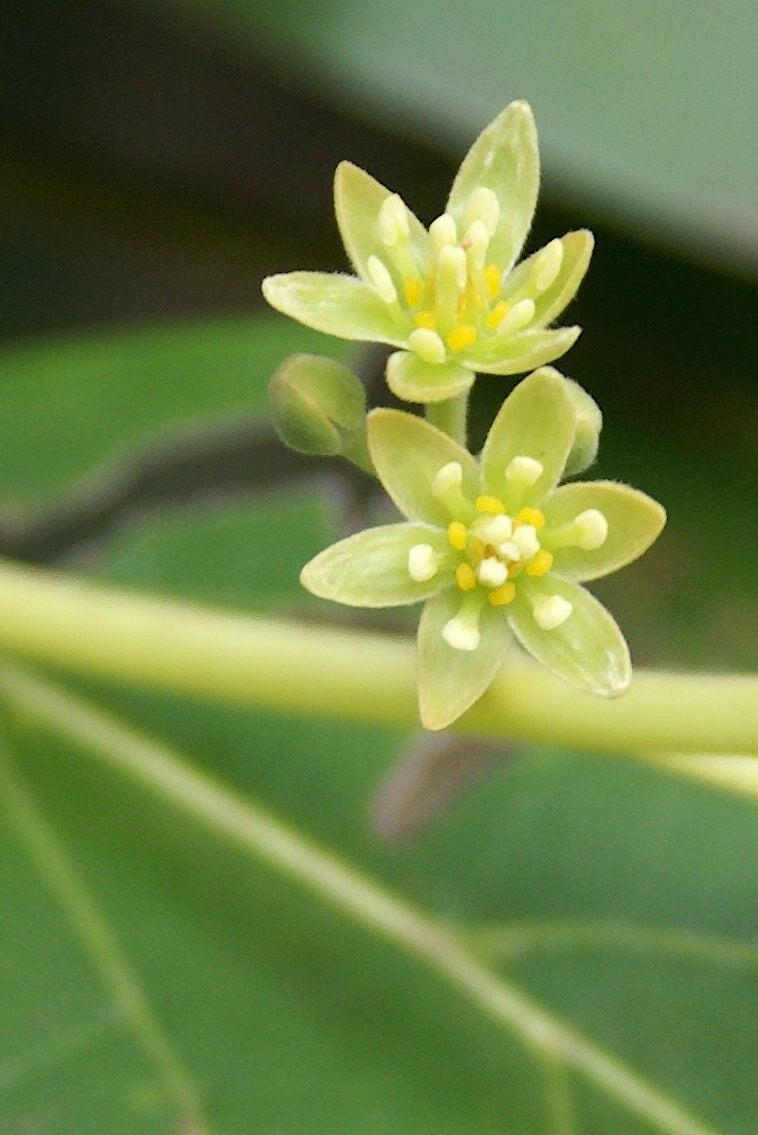 Avocado Blossom Honey: Nectar from the Tree, Not Avocado in the Jar