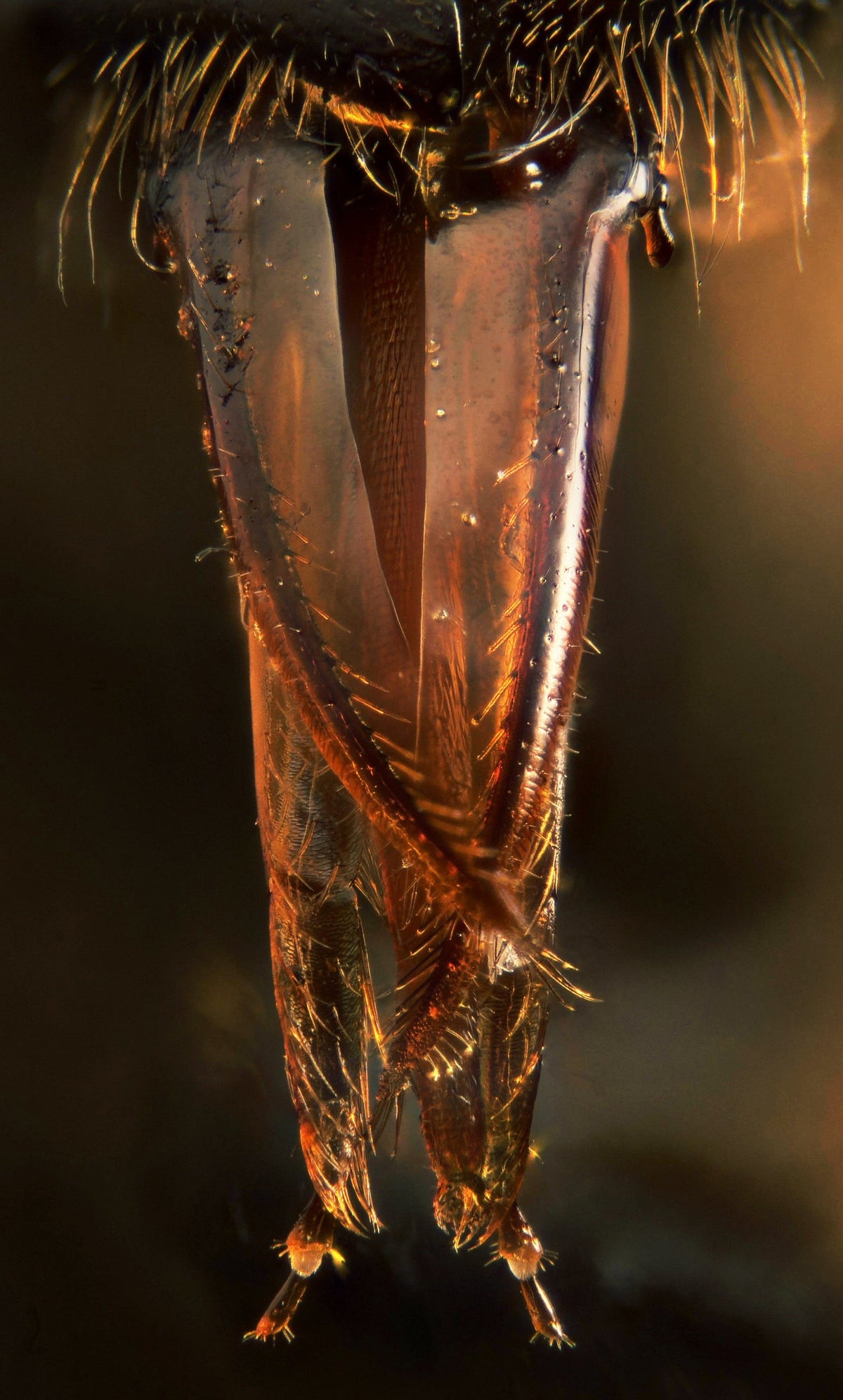 How Honey Bees Drink Nectar: A Tongue That Can Lap or Suck