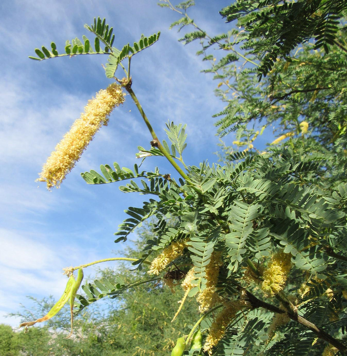 Mesquite Honey: Desert Flowers, Not Barbecue Smoke