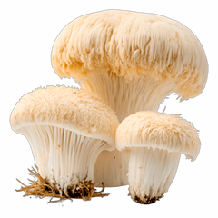 Lion's Mane